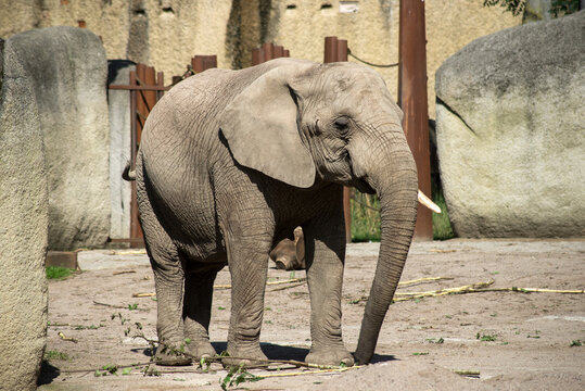 Portrait of african elephant walking in a zoological park