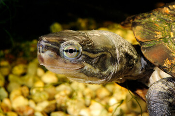 Wasserschildkröte // Pond terrapin (Mauremys pritchardi)