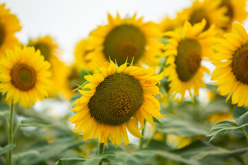 Fototapeta premium Beautiful field of blooming sunflowers against sunset golden light and blurry landscape background
