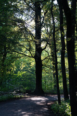 Obraz premium Tree silhouette