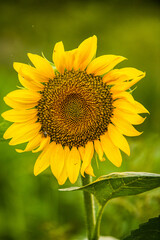 Beautiful field of blooming sunflowers against sunset golden light and blurry landscape background