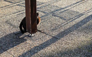Schwarze Katze kuschelt mit einem Pfosten
