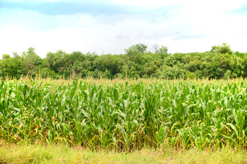 Fototapeta na wymiar A green cornfield with a forest on the horizon