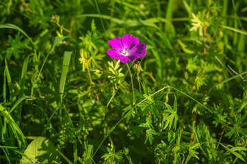 Geranium sanguineum, common names bloody crane's-bill or bloody geranium close up on a meadow