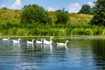 swans en river