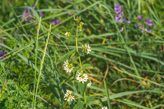 Vincetoxicum hirundinaria, commonly named white swallow-wort close up on a meadow