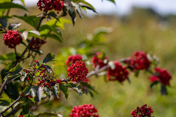 red berries on a tree
