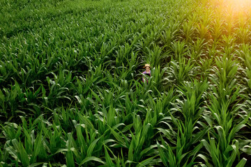 Farmer or an agronomist inspect a field of corn cobs. The concept of agricultural business. Agronomist with tablet checks the corn cobs.