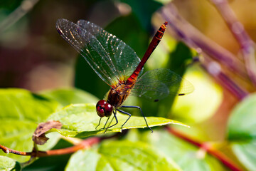Beautiful dragonfly close-up. Translucent wings shine in the sun. Colored blurred background. The insect rests on a green leaf on a sunny day in summer.