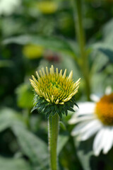 White coneflower Alba