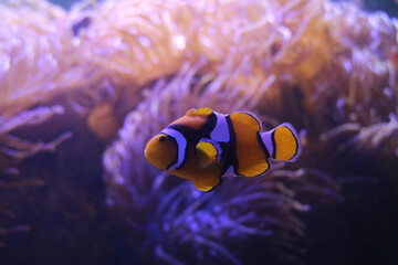 Naklejka na ściany i meble closeup clown fish