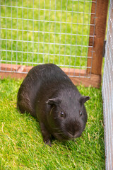 American Guinea pig in the grass