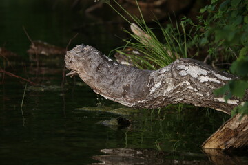 Old wooden snag in the water of a lake