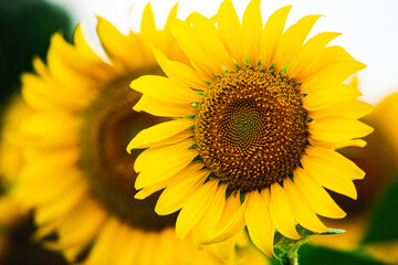 Obraz premium Beautiful field of blooming sunflowers against sunset golden light and blurry landscape background