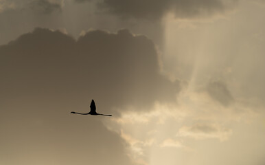 Flamingo dark silhouette against the clouds with text space