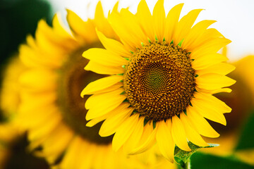 Fototapeta premium Beautiful field of blooming sunflowers against sunset golden light and blurry landscape background