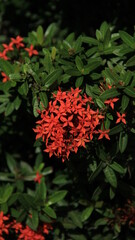 red flower in the garden