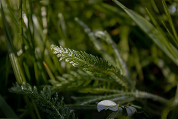 The background of dark grass color with a point of light.