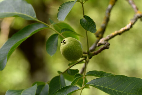 Green walnut walnut tree envelope zoom bug, husk agriculture birth horizontal photo. Outdoor nature branch with foliage Is&egrave;re France product region Grenoble.