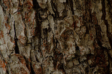 tree trunk close-up