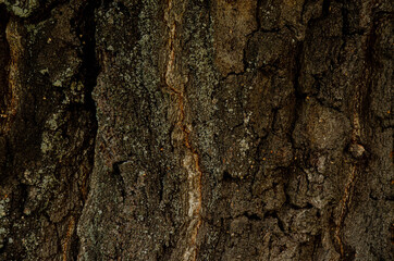tree trunk close-up