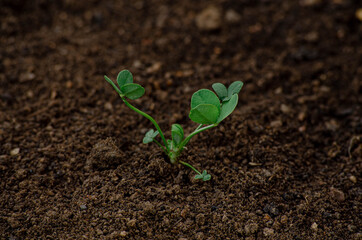 lonely clover