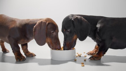 Dogs are eating from one bowl. Chocolate brown and black dachshund puppy enjoy their dry food. Studio white background high quality photo image. - 446215173
