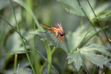an insect sits on a leaf close-up, macro