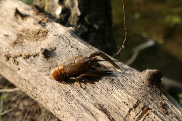 crayfish on a snag in the water