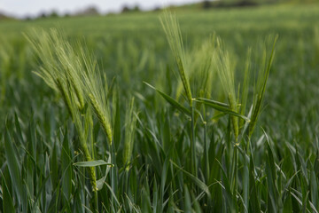 spikelets of green rye grow in the field of the farm in summer
