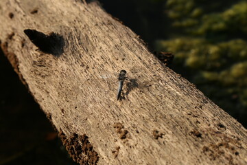 dragonfly on a snag in the water