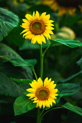 Beautiful field of blooming sunflowers against sunset golden light and blurry landscape background
