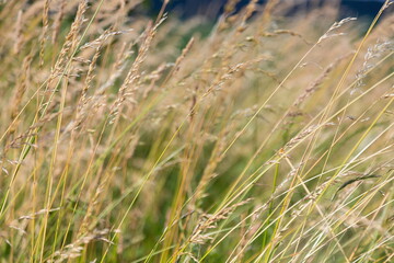 yellowed wild cereals on a background. countryside. summer, autumn.