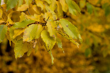 Fall, autumn, leaves background. A tree branch with autumn leaves on a blurred background. Landscape in autumn season