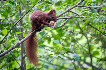 Eurasisches Eichhörnchen ( Sciurus vulgaris ).
