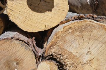 Naklejka premium sawn trees, logs for sawing for firewood