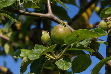 unripe apples on branches on a background of blue sky, harvest, food. summer.