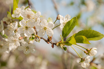 The unfolded flowers of the apple tree in the rays of sunlight.