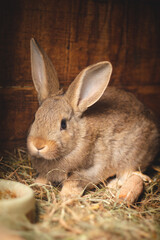 Red Domestic rabbit eating straw in a wooden hutch and well fed for later killing. Oryctolagus cuniculus domesticus with big ears enjoys the crunchy straw