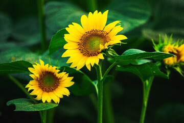 Beautiful field of blooming sunflowers against sunset golden light and blurry landscape background