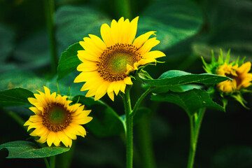 Beautiful field of blooming sunflowers against sunset golden light and blurry landscape background
