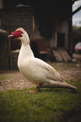Portrait of a white Muscovy duck with a red smudge around the eye. Village organic farm with domestic animal. Cairina moschata is large duck. Small wild and feral breeding. Washes. Shower