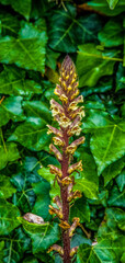 Common Broomrape
