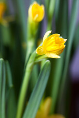 Obraz premium Yellow Narcissus flowers