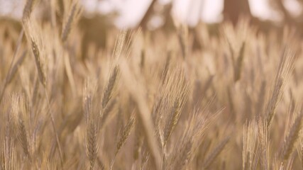 Atmospheric cinematic warm close-up view of blurred ears of wheat in sun rays. High quality photo image. Fertile land concept.