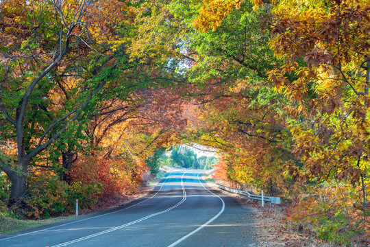 Driving through the windy autumn avenue on a sunny day