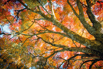 Looking up at the branches and autumn leaves colours of red, orange and yellow