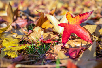 Close up of a red autumn leaf while there’s still frost on the ground
