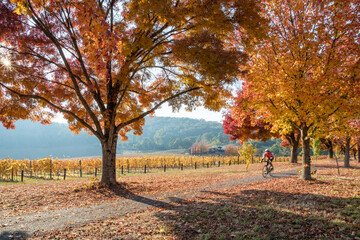 A bike rider cycles on the pathway surrounded by autumn leaves