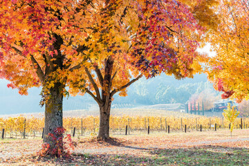 A popular track surrounded by orange autumn trees next to a vineyard